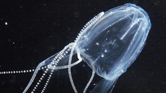 Irukandji jellyfish warning for visitors to WA’s Ningaloo Reef | news ...