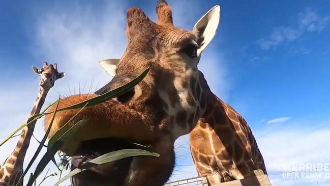 Giraffes enjoying a feed during a virtual tour at Werribee Open Range Zoo. Picture: Zoos Victoria