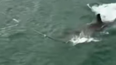 The shark attacked crab nets and fishing lines near Semaphore Jetty on Sunday. Picture: 7NEWS