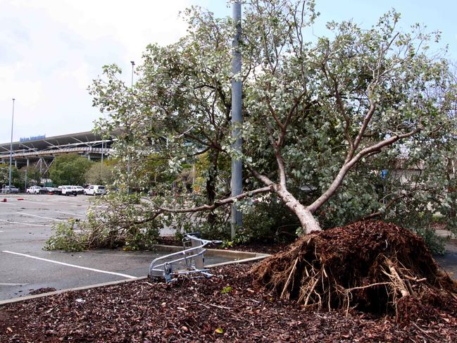 An uprooted tree after a tornado hit Brisbane Airport on Friday. Picture: David Clark