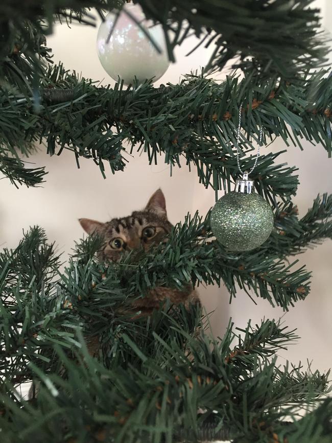Dobby the Mt Eliza cat: “If I stay completely still they won’t see me”. Picture: Meg Paton
