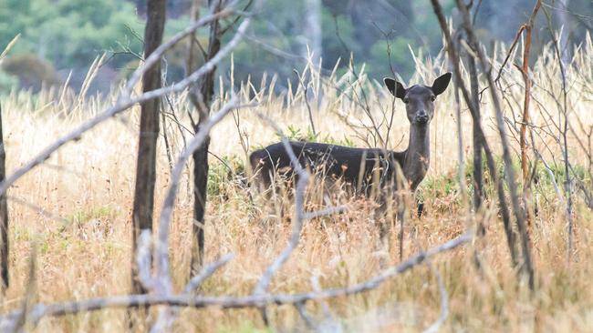 The ongoing impact of Tasmania’s bushfire crisis is being felt in the start of the deer hunting season, which opened on Saturday. Picture: CHRISTOPHER CRERAR