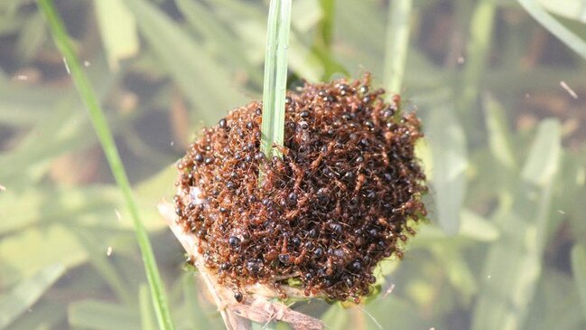 Red fire ant was detected at Oakey in Queensland this week. It comes as a government inquiry into the government’s handling of red fire ant has called for funding reviews and greater transparency. Picture: Supplied.