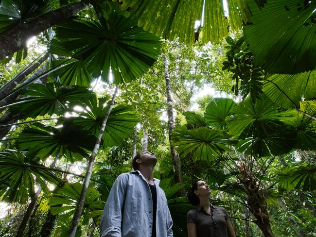 Daintree wet tropics tropical north QLD