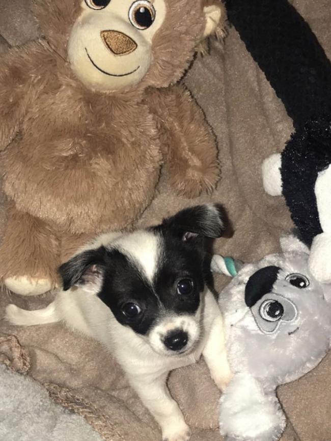 Gucci, sent in by Gaby Graziano, West Lakes Shore.