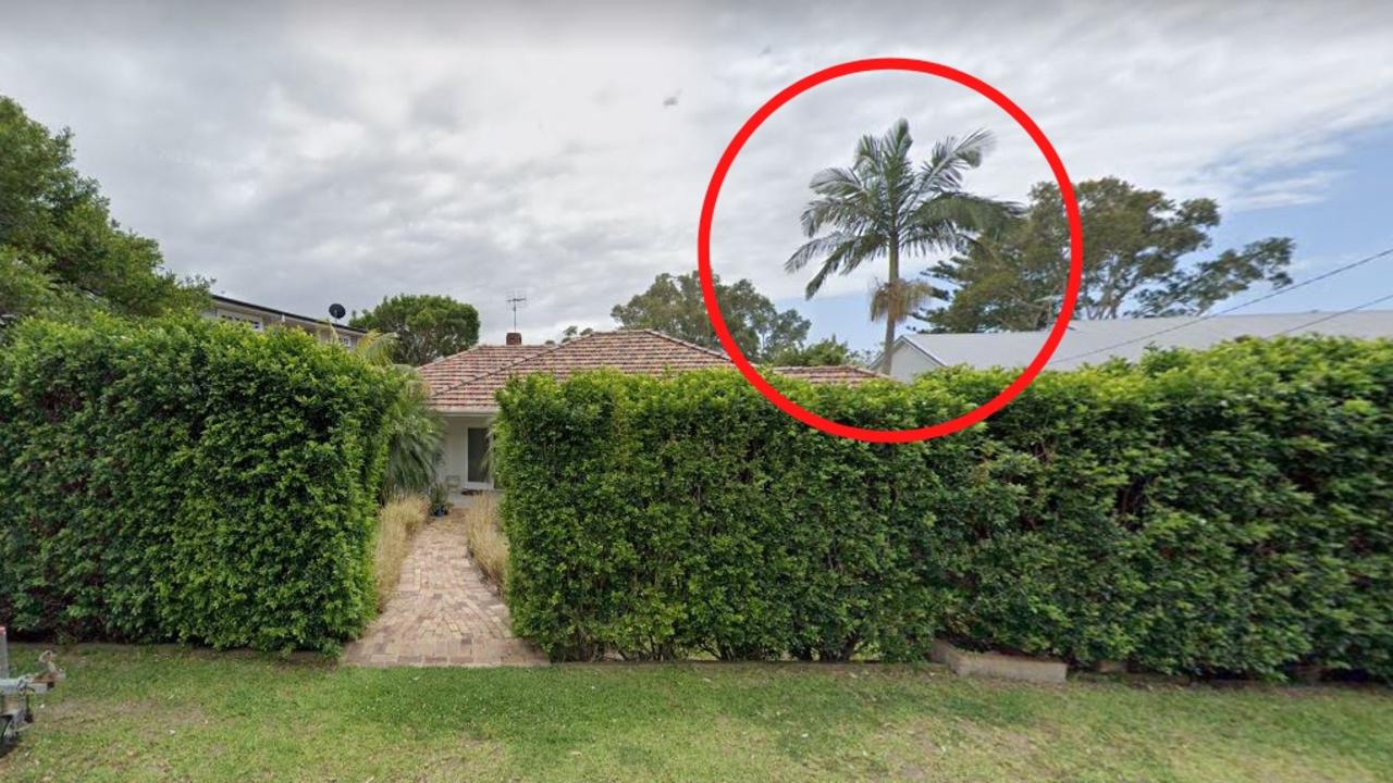 Ms Daddo and his wife Karine Brown were sued by their neighbours over three palm trees. Picture: Supplied