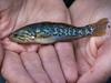 The Aussie fish that’s come back from extinction — twice