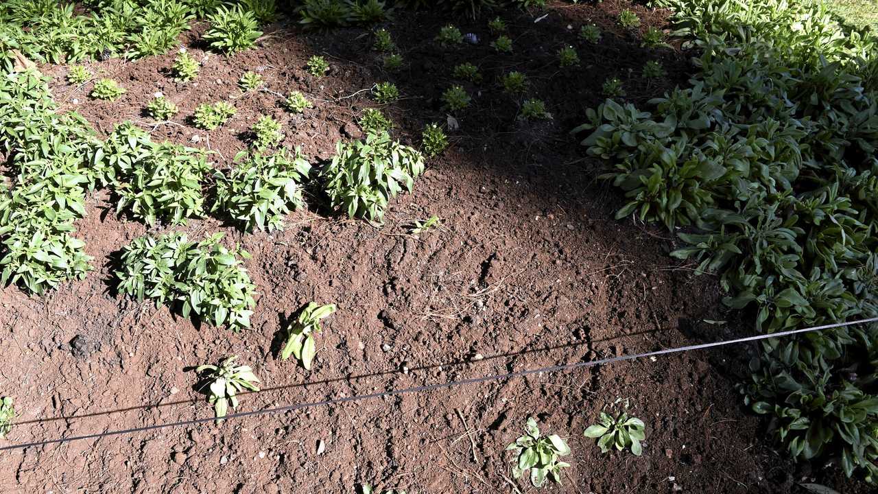 A woman has been charged after stealing seedlings from a variety of garden beds at Laurel Bank Park. July 2019. Picture: Bev Lacey