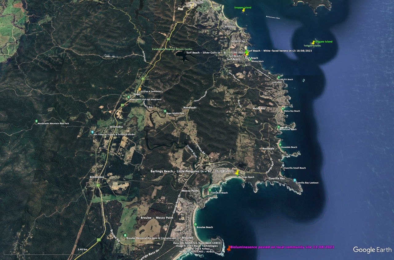 Map of the animal deaths found across the coast.