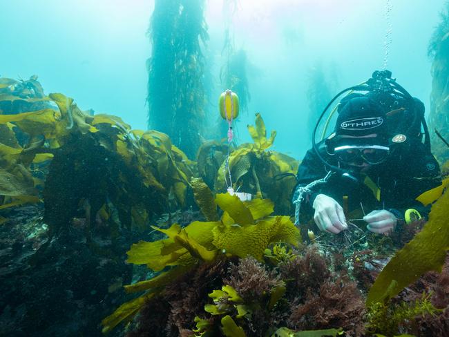 Giant kelp restoration off Tasmania. Picture: Stefan Andrews/Great Southern Reef Foundation