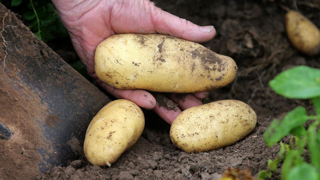 New potato factory for Victoria’s Wimmera