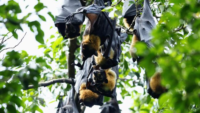 Flying foxes roost at Brinsmead Park Reserve. Picture: Brendan Radke