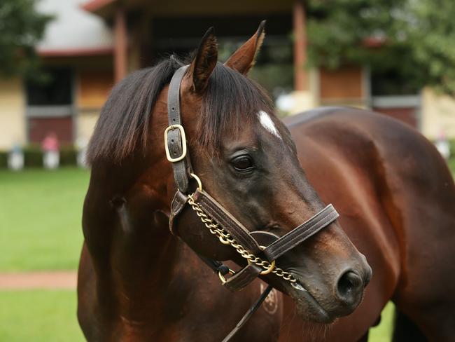 Stallion Foxwedge at Newgate Farm in Scone. Picture: Brett Costello