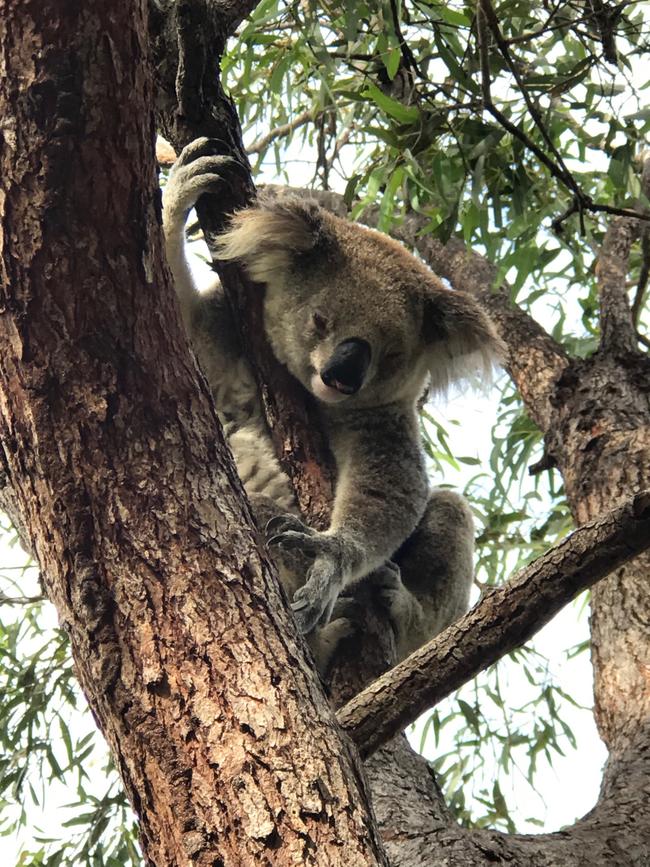 Koala on the Forts Walk, Magnetic Island. Picture: Penny Hunter