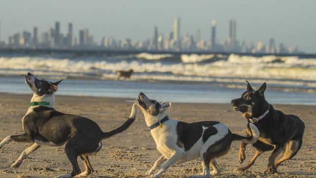 A Conga line of ball boys at Palm Beach off leash area. Picture: Glenn Campbell