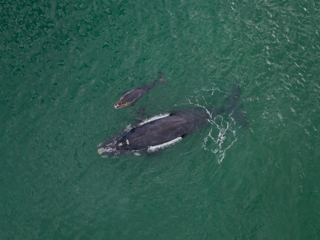 A mother and baby Southern Right whale