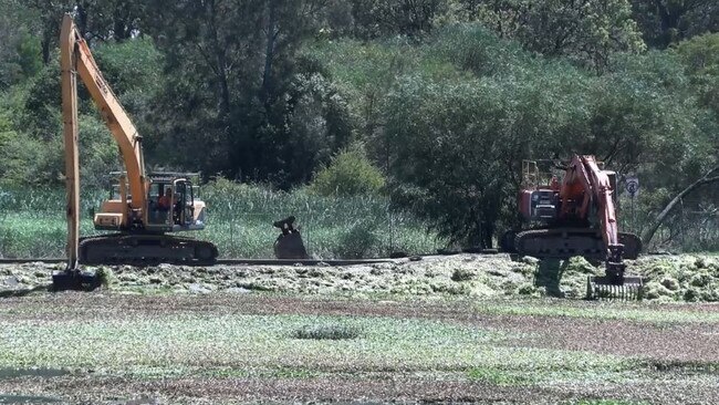 Sydney Water teams remove frogbit at its Liverpool Water Resource Recovery Facility. Picture: Sydney Water