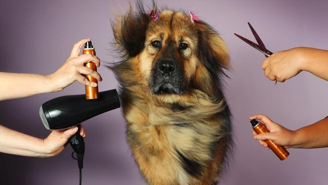 Tibetan Mastiff Akeela Kahlua belongs to the most expensive dog breed in Australia. She is groomed by K9 Zone Personal Dog Day Spa in Bacchus Marsh. Picture: Rebecca Michael.