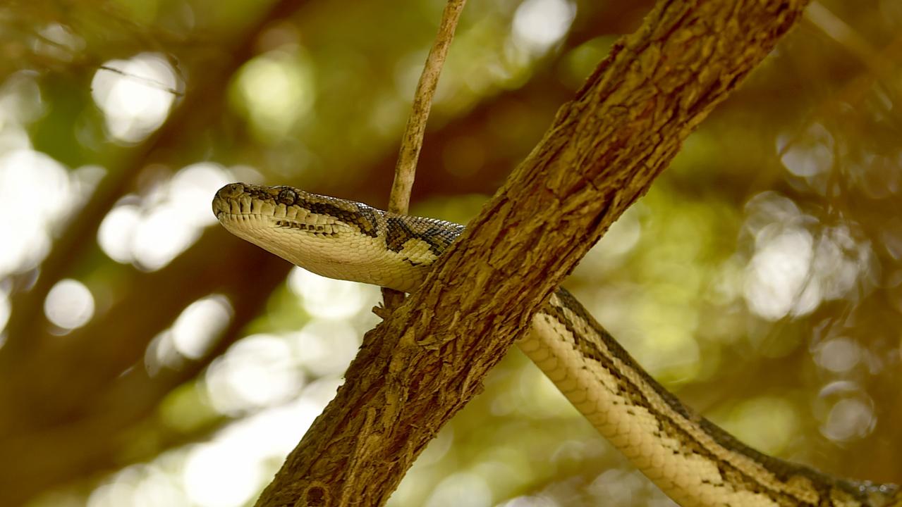 A snake catcher made a chilling discovery inside a Queensland roof. Picture: Evan Morgan