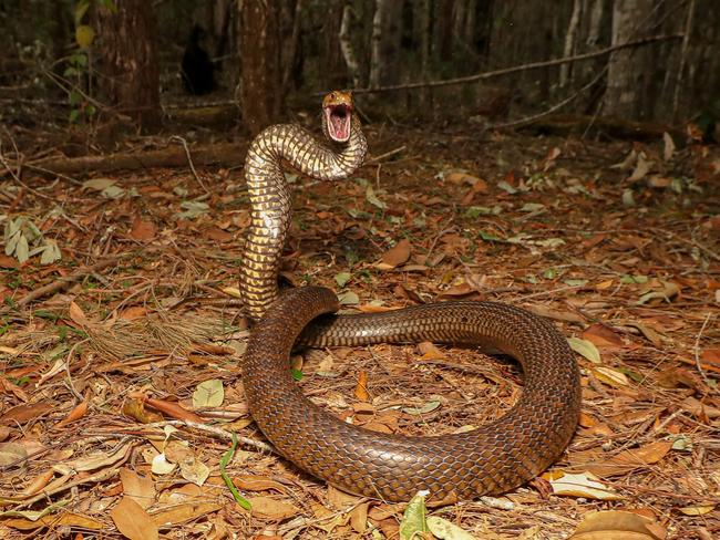 An eastern brown snake, captured and released by Jack Hogan from Snake Catchers Northern Rivers 24/7.