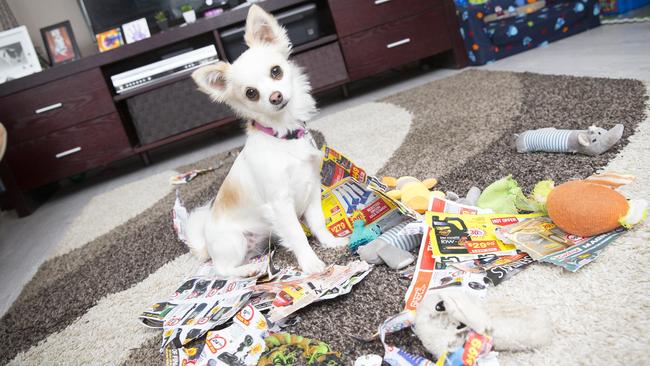 Sandra Wolverson's chihuahua Polly loves to destroy things. Picture: Melvyn Knipe