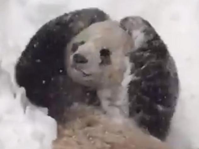 This panda really loves snow