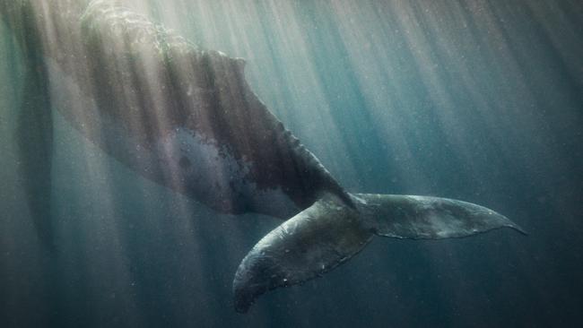 Humpback Whale, Merricks Reef, TAS. Photographer Danny Lee from Submerged Images Tasmania.