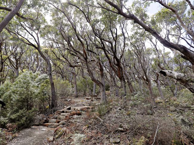 A forest path on the way to Arthurs Peak. PICTURE: Richard Jupe