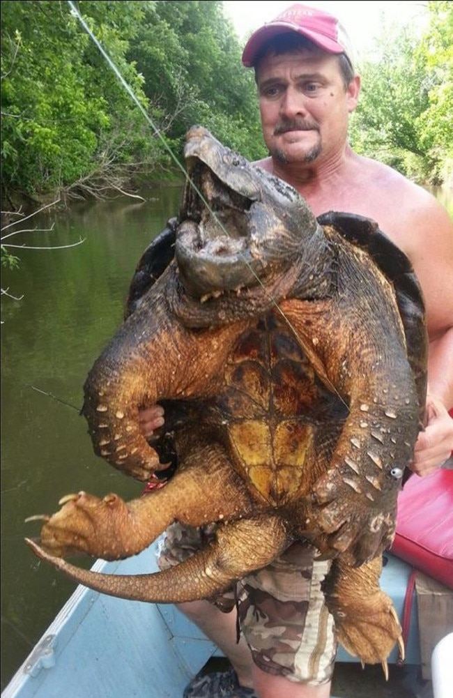 Make it snappy ... Dave Harrell’s monstrous catch looks to weigh around 50kg.