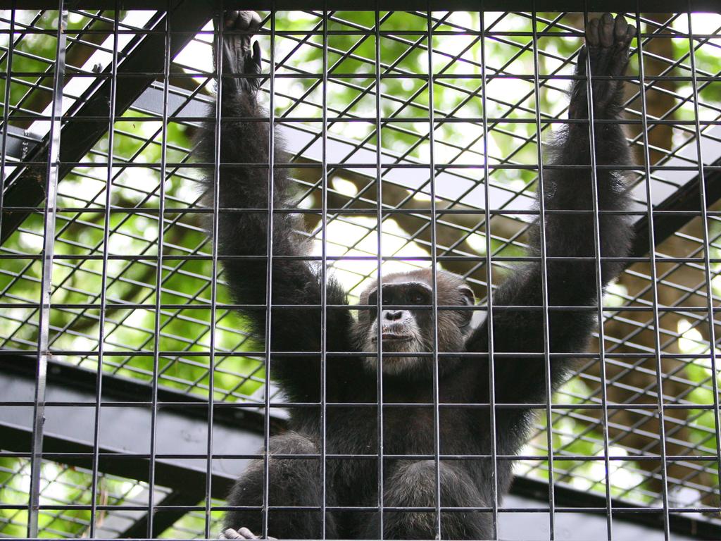 Ockie the chimp at the Rockhampton Zoo