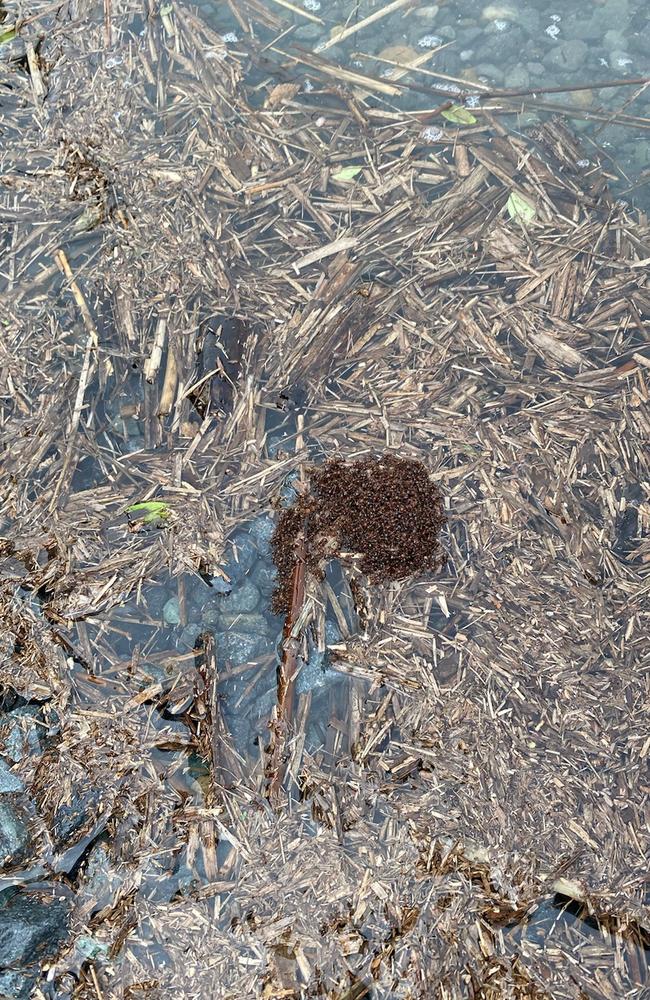 Fire ants make rafts and travel on waterways to establish new nests. Photos: Invasive Species Council