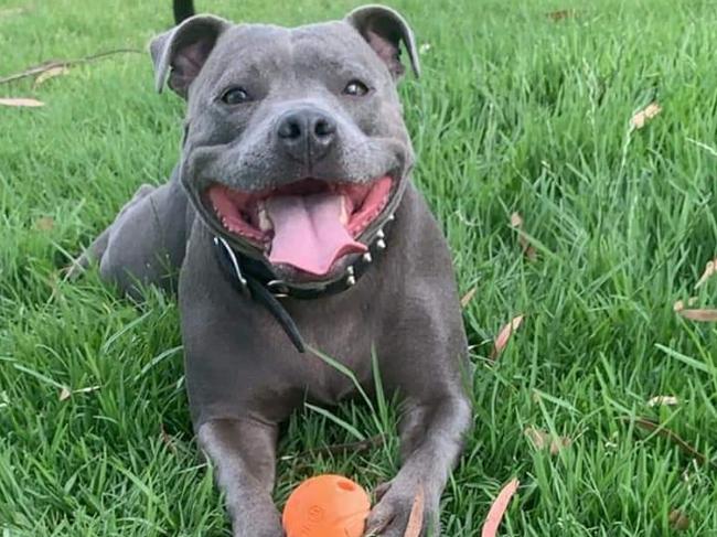 Buster was stolen near his Mickleham home last week. Picture: Supplied