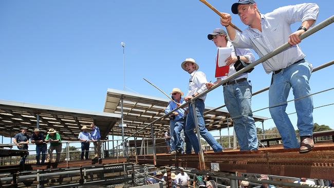 Hamilton Calf Sale. Picture: Yuri Kouzmin