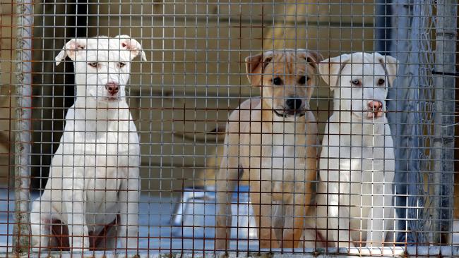 Dogs at the Central Coast Animal Care Facility – pic Sue Graham