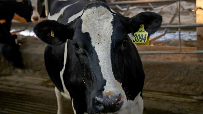 A cow at dairy farm Callara near Gooloogong in the central west of NSW. Picture: Toby Zerna