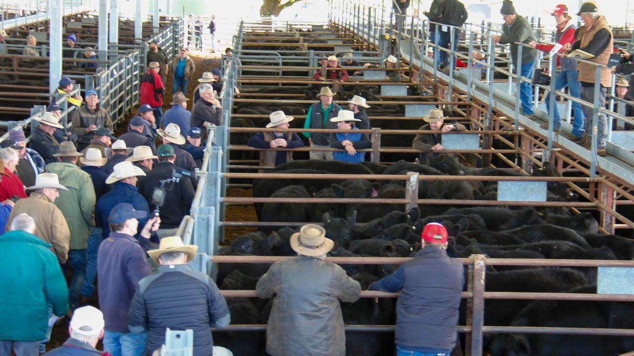 Euroa store cattle sales Prices keep tracking upwards The Weekly Times