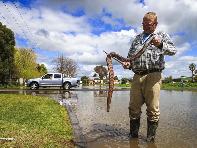 Snake catcher Paul Newsond with a red-bellied black snake at Forbes / Picture: Dylan Robinson