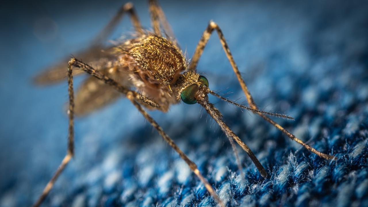 Man dies from horror mozzie virus