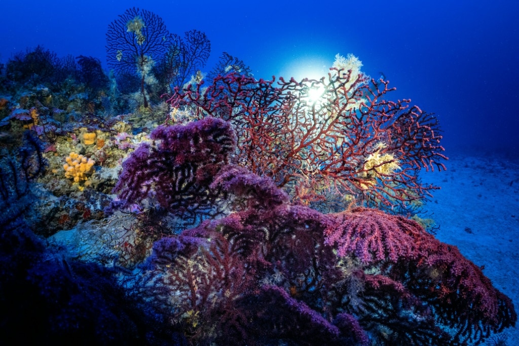 Coral-rich Greek archipelago hopes to gain from trawler ban