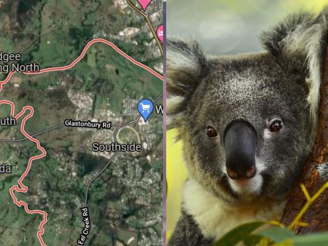 State asked to step in over ‘wholesale’ clearing of koala habitat