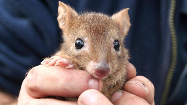 Brush-tailed bettongs are among the animals being reintroduced to lower Yorke Peninsula under the Marna Banggara project. Picture: Supplied.