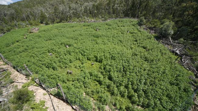 An aerial photograph of one of the cannabis crops on 'Kinvarra', near Inglewood.