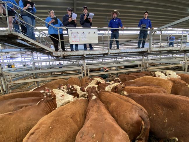 This pen of 19 Hereford heifers, 14-15 months and 363kg made $550 or 152c/kg at the Wodonga store cattle sale.