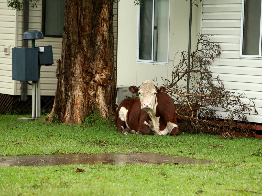 An exhausted cow washed up in a Port Macquarie caravan park after it was swept away by floodwaters up river. Picture: Nathan Edwards