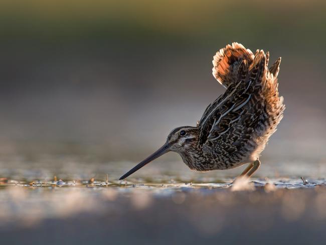 This Common Snipe was caught putting on a show. Picture: Roelof Molenaar/Bird Photographer of the Year