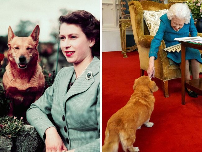 Queen’s beloved corgis to get new royal owner