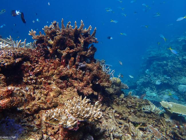 Images of the health of the Great Barrier Reef, coinciding with the release of the 2024 Reef Long-Term Monitoring Program. MUST CREDIT - Australian Institute of Marine Science,