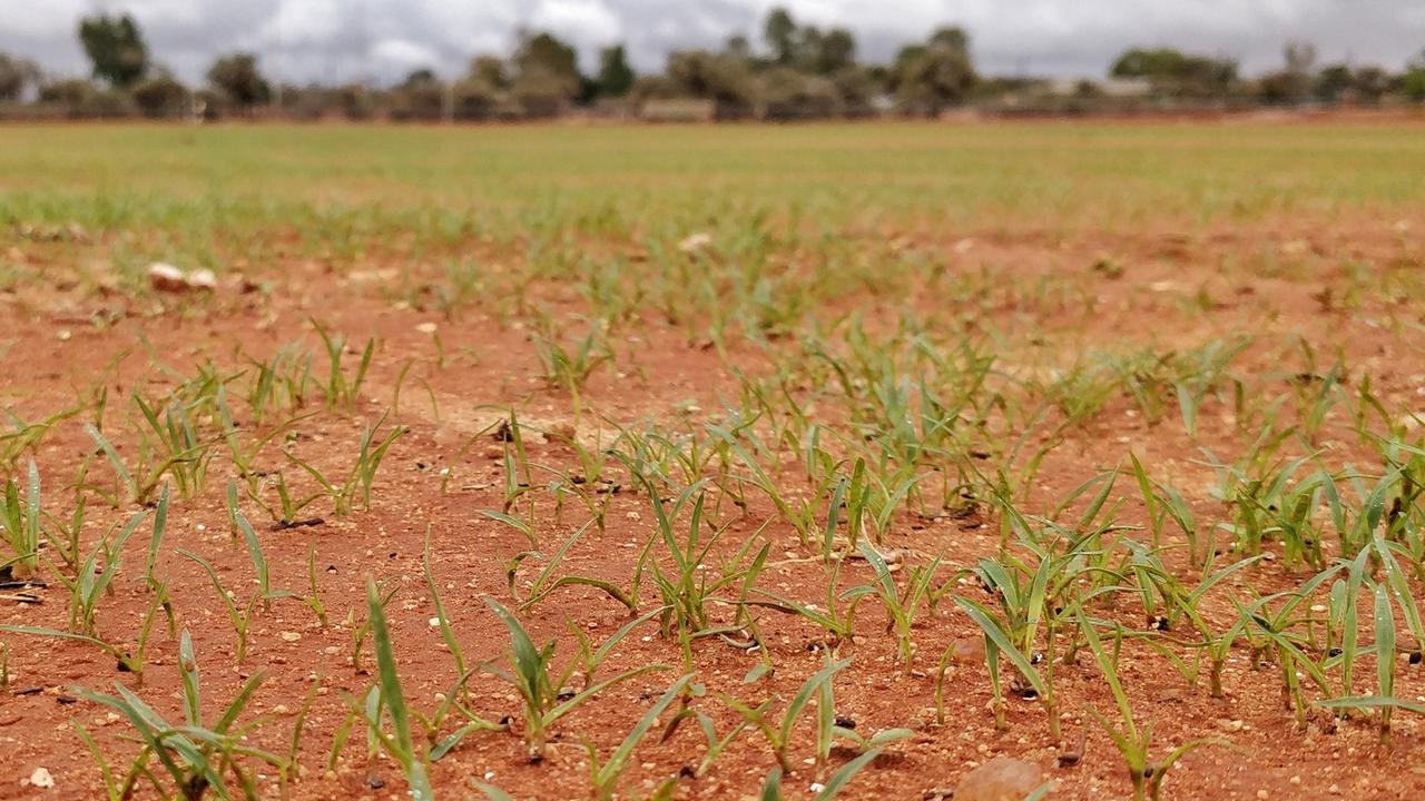 Grass shoots break through the red earth to breath new life into the project. Picture: Supplied