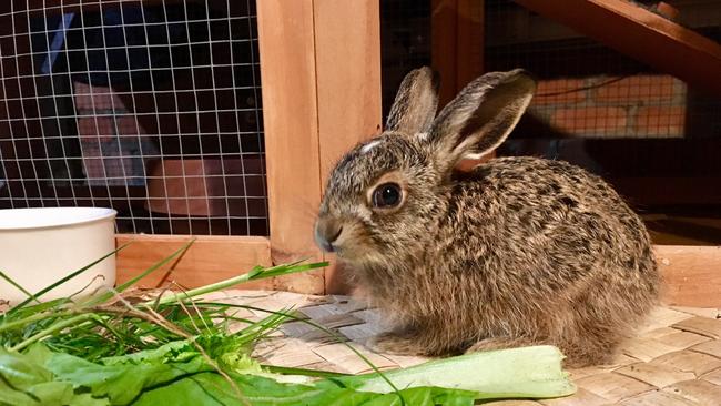 A baby hare fostered by David Kingston on the Gold Coast. Picture: David Kingston