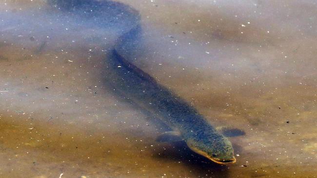 Photo of an eel at the lakes edge at Black Swan Lake. Photo by Richard Gosling